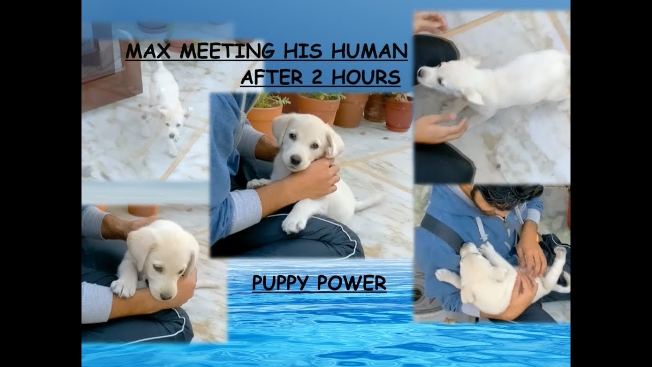 Labrador Puppy Meeting His Human After 2Hrs | Unexpected Reaction| What Happens Next |