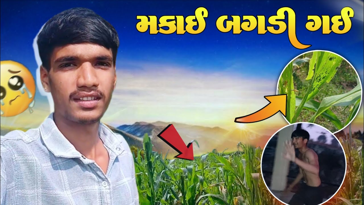 એક રાતમાં મકાઈ બગડી ગઈ! કારણ જાણીને ચોંકી જશો! 🌽🔥