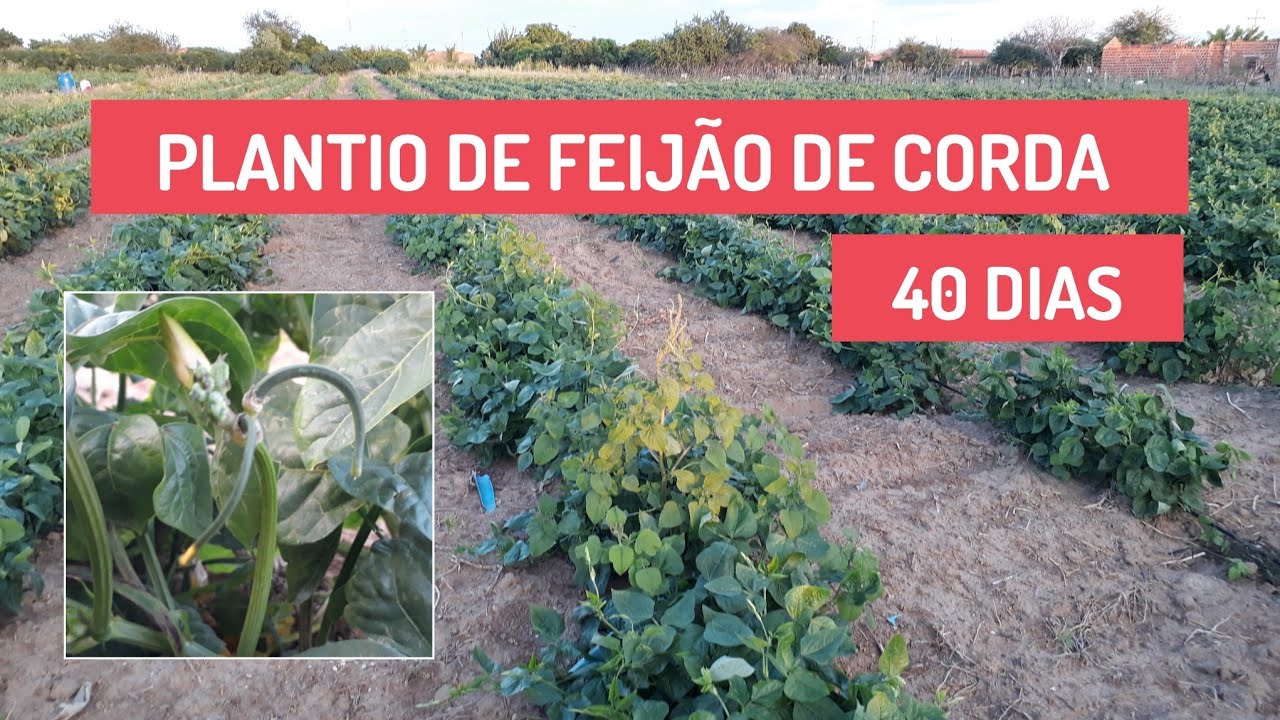 PLANTIO DE FEIJÃO DE CORDA NO GOTEJO - 40 DIAS