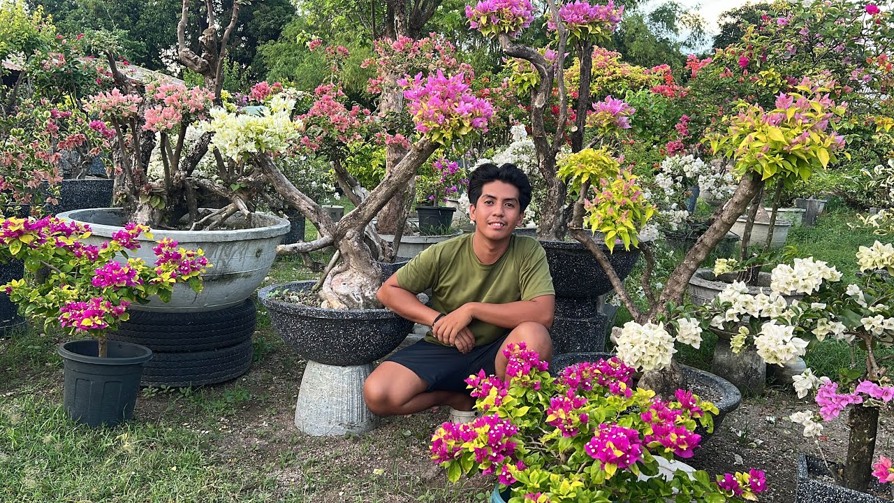 Mga variety ng Bougainvilla na masipag mamulaklak