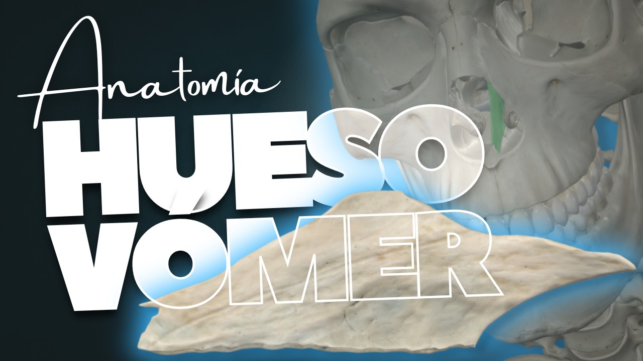 🔥 HUESO VÓMER en 3D | EXPLICACIÓN de TODA su ANATOMIA [2025]