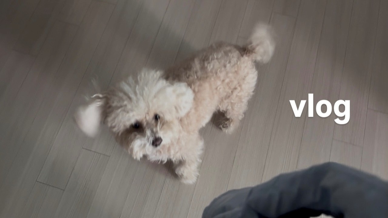 일상브이로그 | 우리 보리는 세계 최강 귀염둥이야