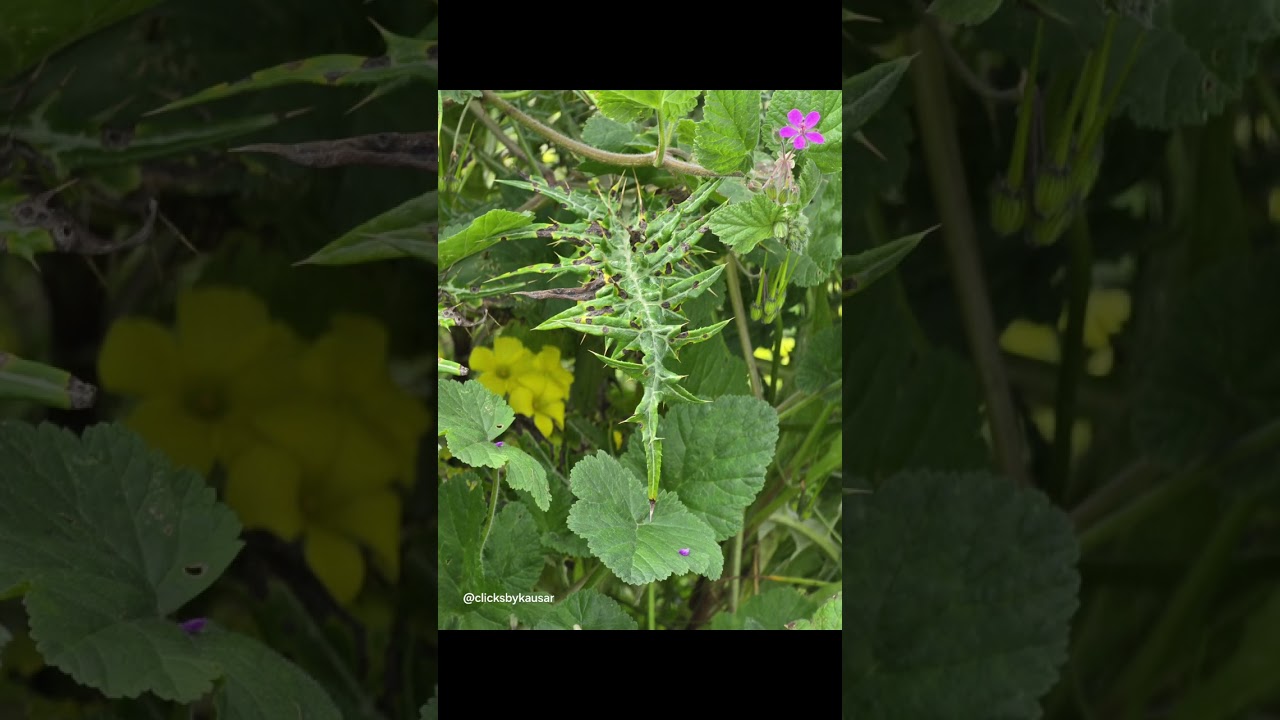 Wild floral beauties at Manacor Spain