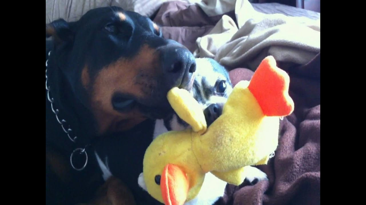 Doberman and Chihuahua Compare Teeth
