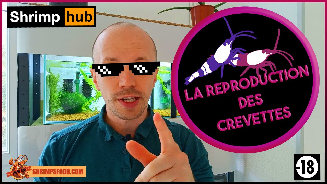La reproduction des crevettes d'aquarium