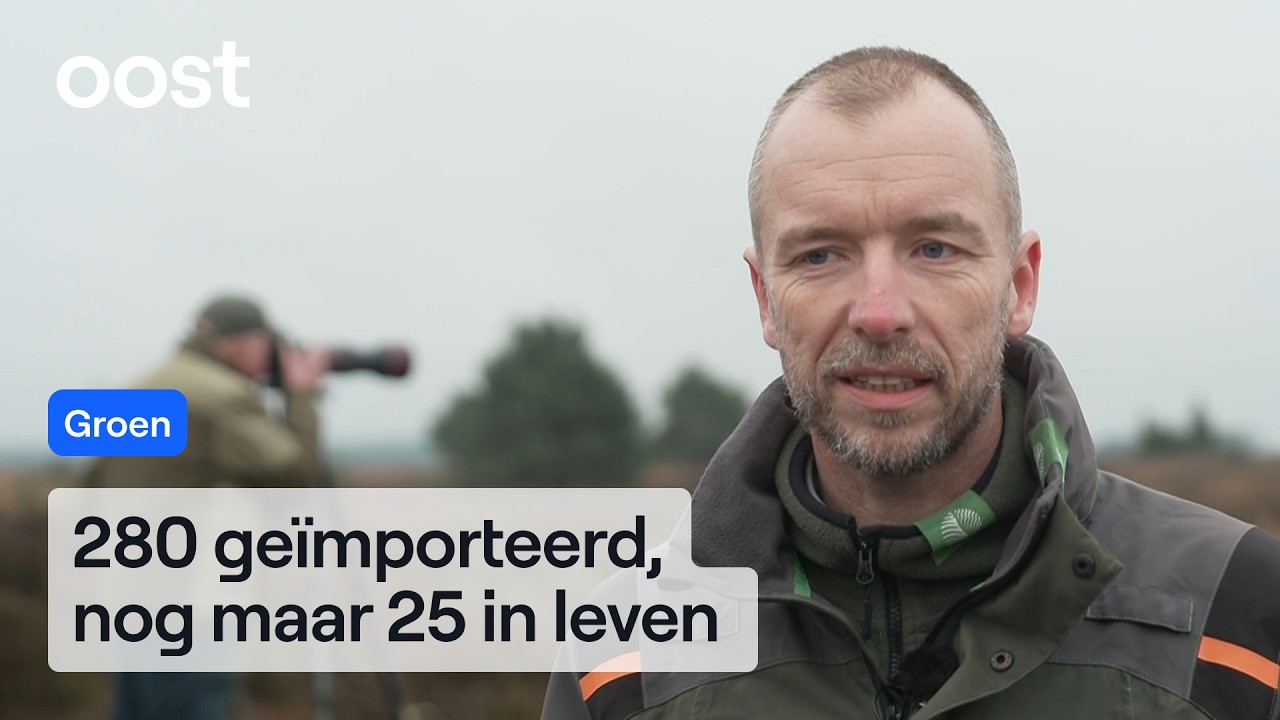 Alleen forse investeringen kunnen de korhoen redden | RTV Oost