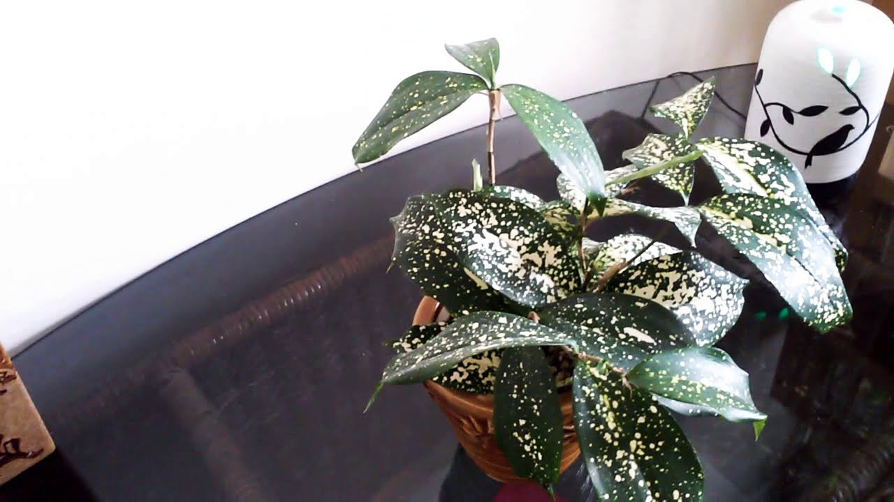 DRACAENA SURCULOSA (FLORIDA BEAUTY) ❤