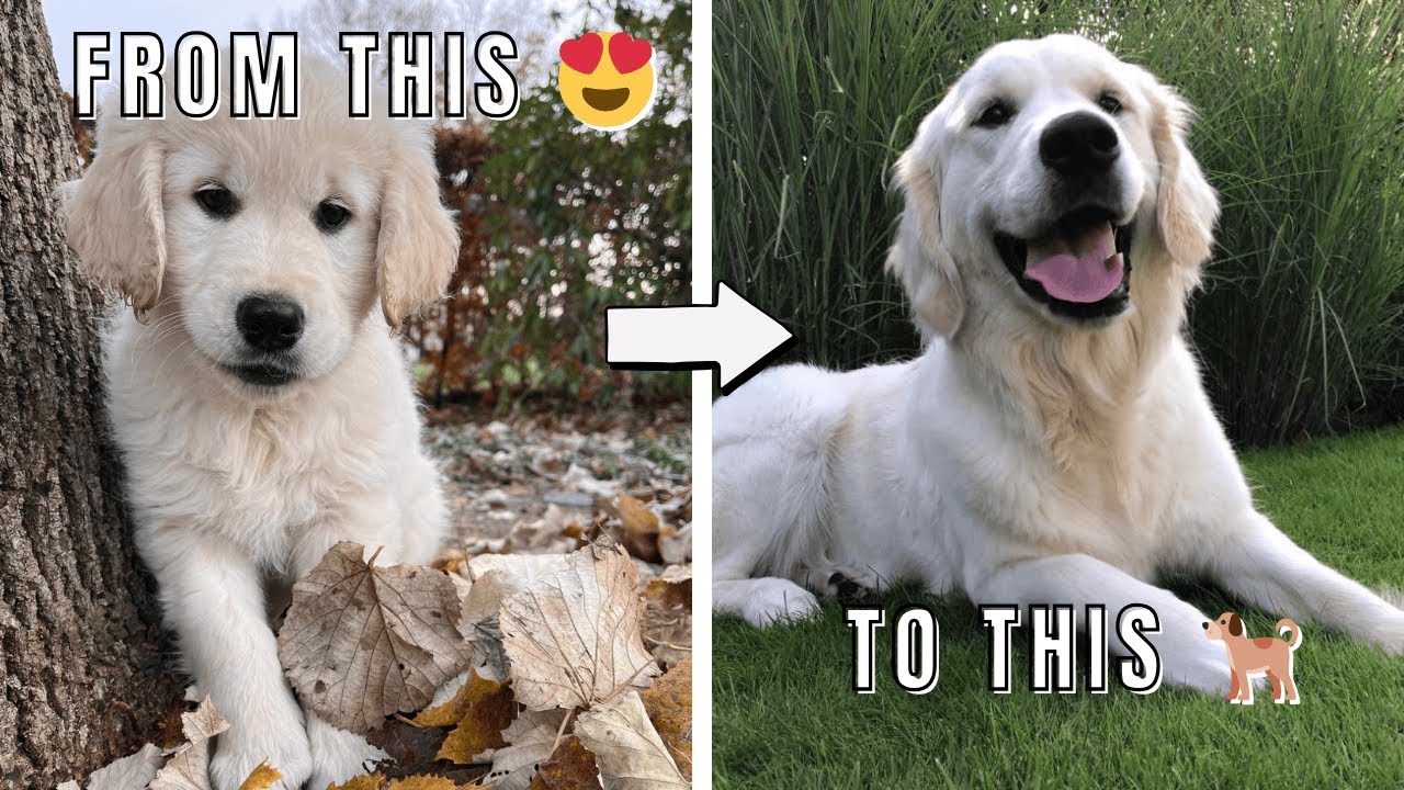 Golden Retriever Puppy Growing Up  8 Weeks to 1 Year in 4 Minutes Time Lapse