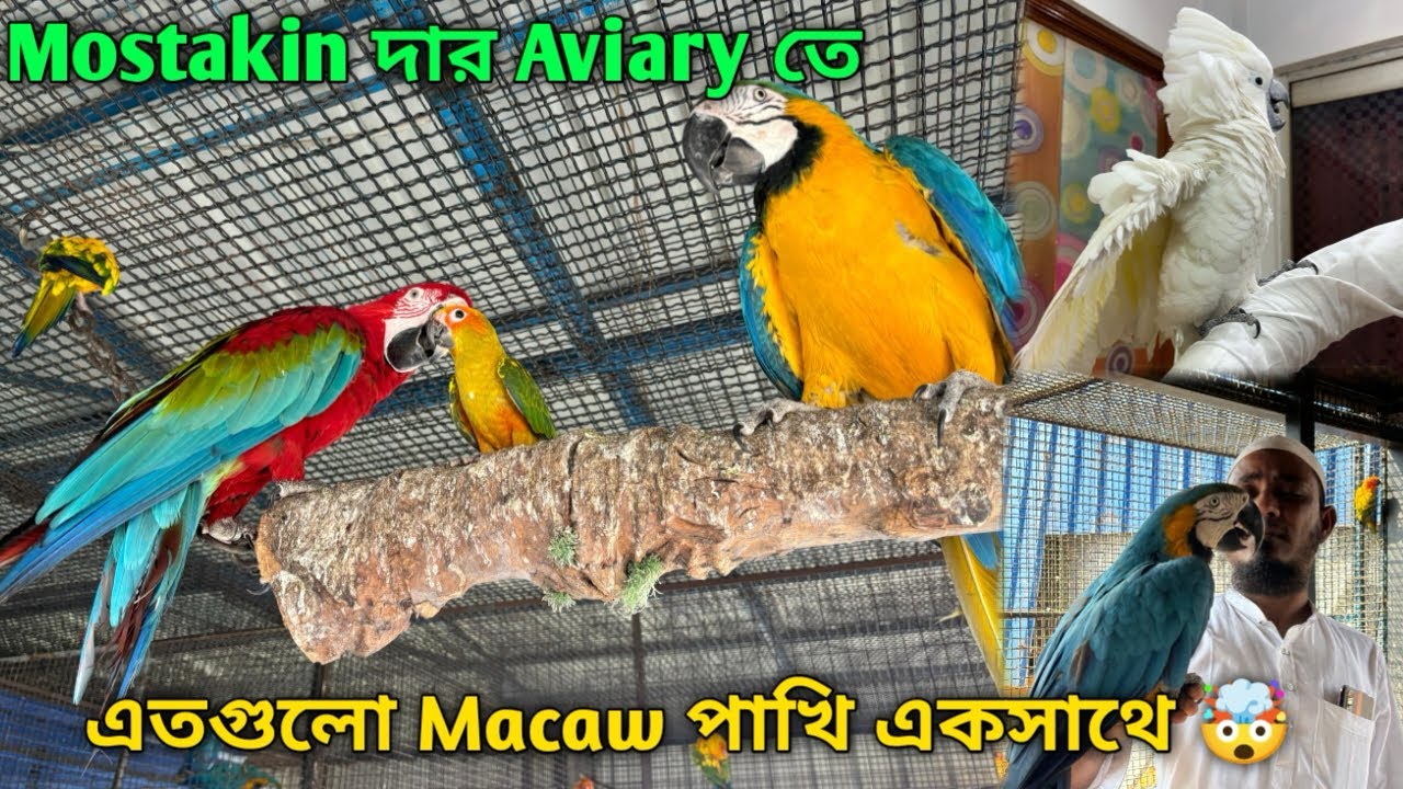 Exotic Bird Aviary In Howrah 🔥 | Premium Quality Macaw, Cockatoo, African Grey Parrot Etc.🤯