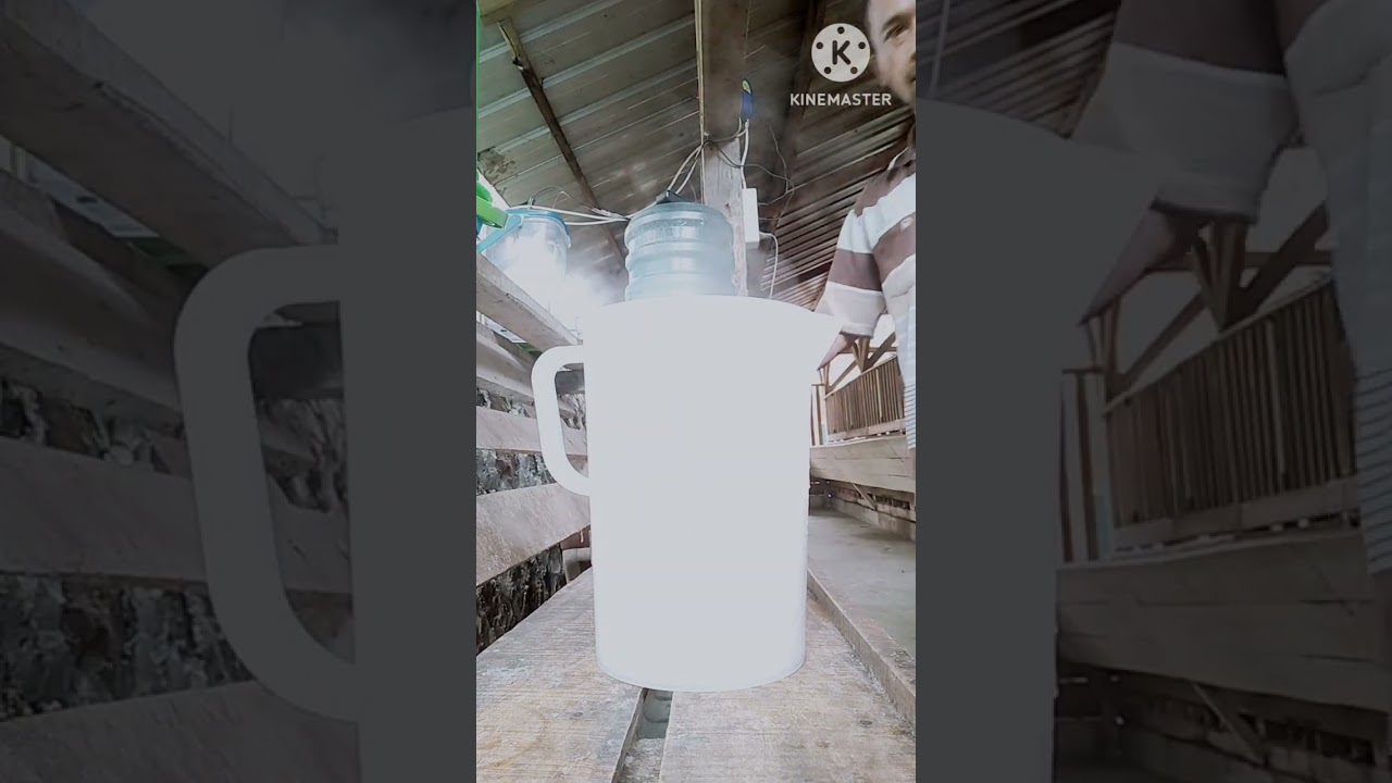 Pemberian ampas tahu untuk cempe lepas sapih