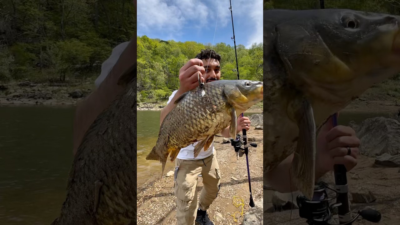 Using BIG Live BAIT to Catch BIG FISH!