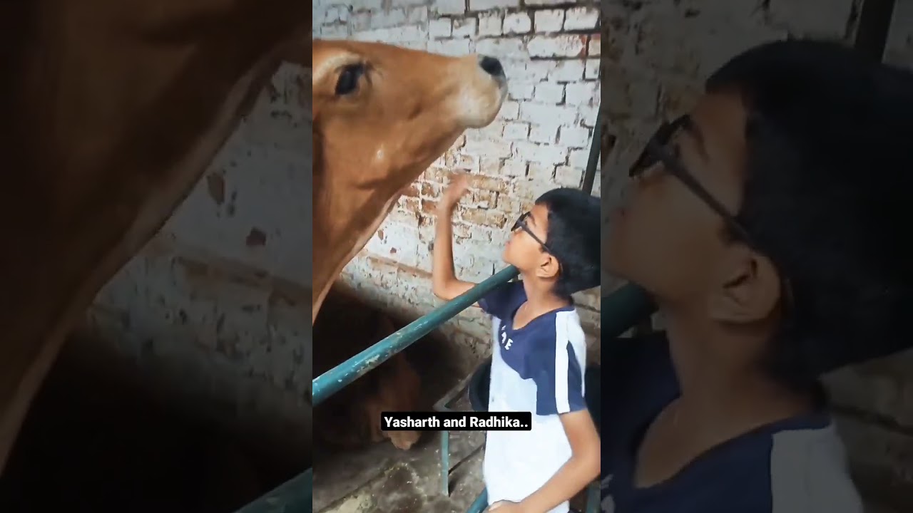 Gau sewa ,Radhika and Yasharth..#shorts #shortvideo #gausewa #cowvideos #gircow #kidslove #viral