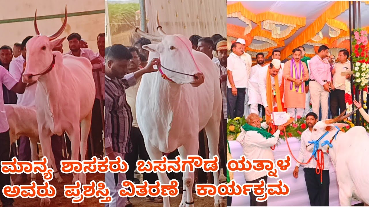 ಆಕಳುಗಳ ವಿಭಾಗ ವಿಜಯಪುರ ಜಾತ್ರೆ 2026 cows exhibitions vijayapur 2026 ❤️💥