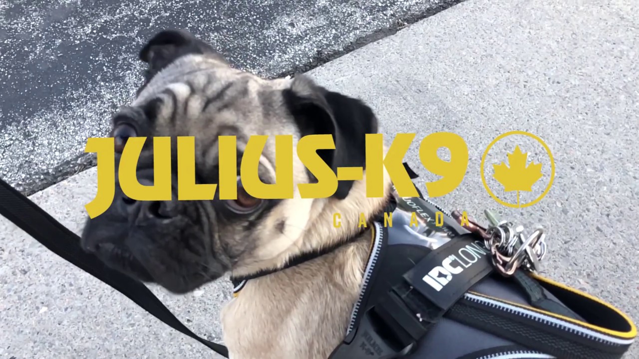 PRINCE’S JULIUS K9 IDC LONG WALK HARNESS