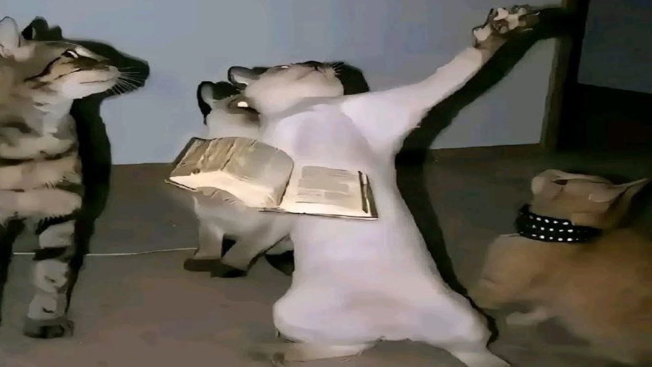Top 5 Animal
