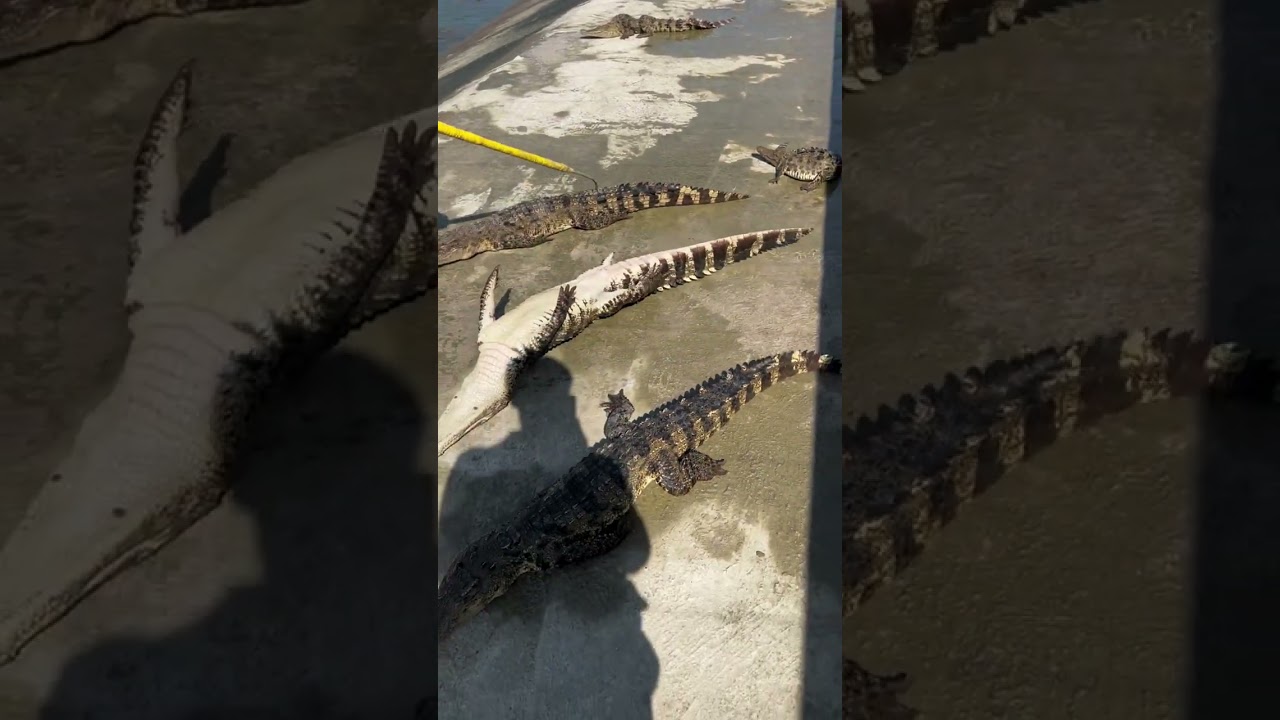 #crocodile