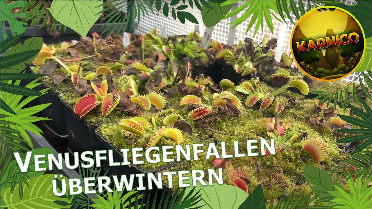 Venusfliegenfallen im Kühlschrank überwintern! | Dionaea muscipula richtig überwintern! | Karnico