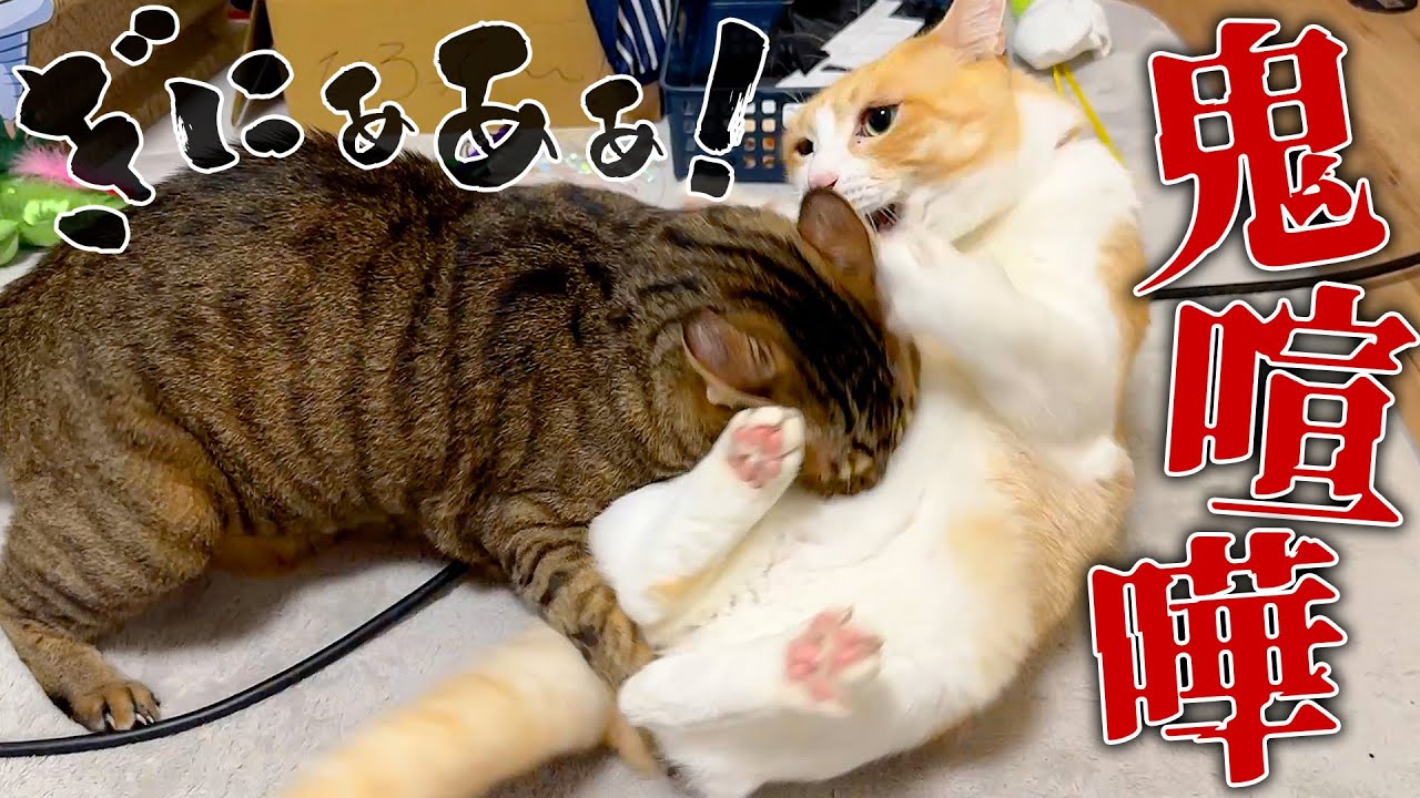 猫たちが深夜に過去最大級の夫婦喧嘩をはじめて手がつけられなくなりました…