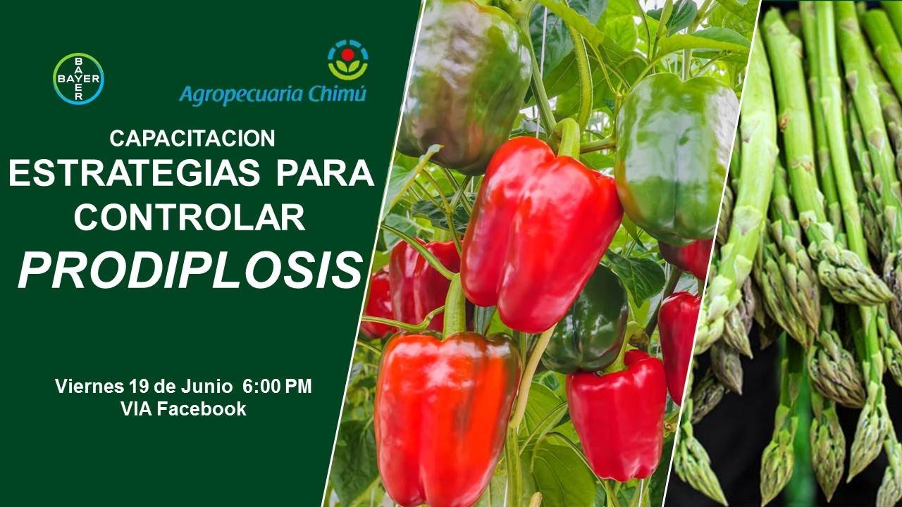 Estrategias para controlar Prodiplosis