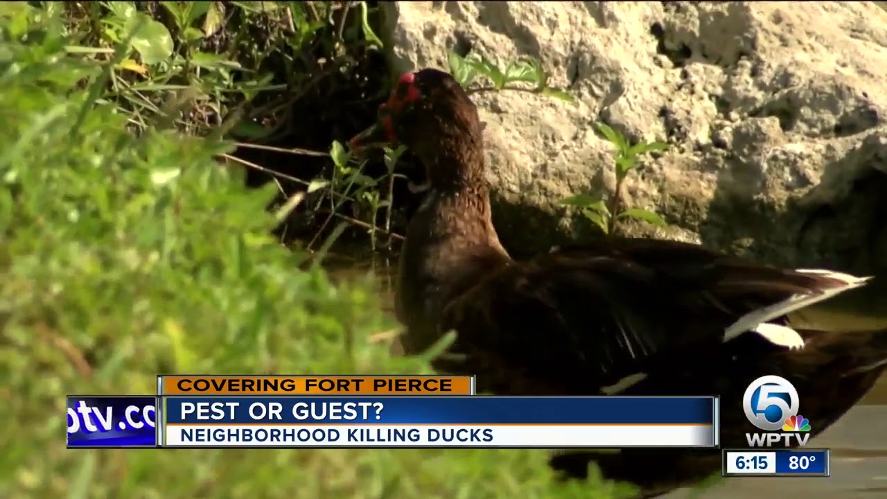 Trapper kills Muscovy ducks in Fort Pierce community