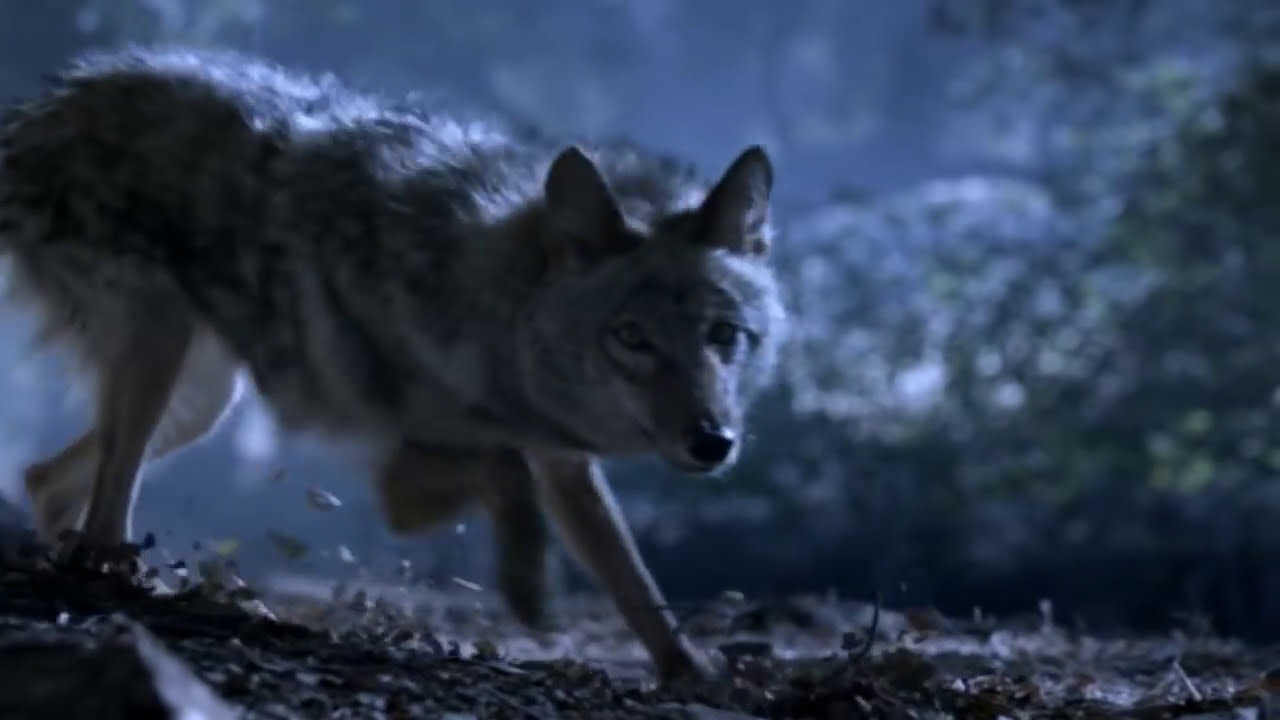 Teen Wolf - Scott McCall's Pack