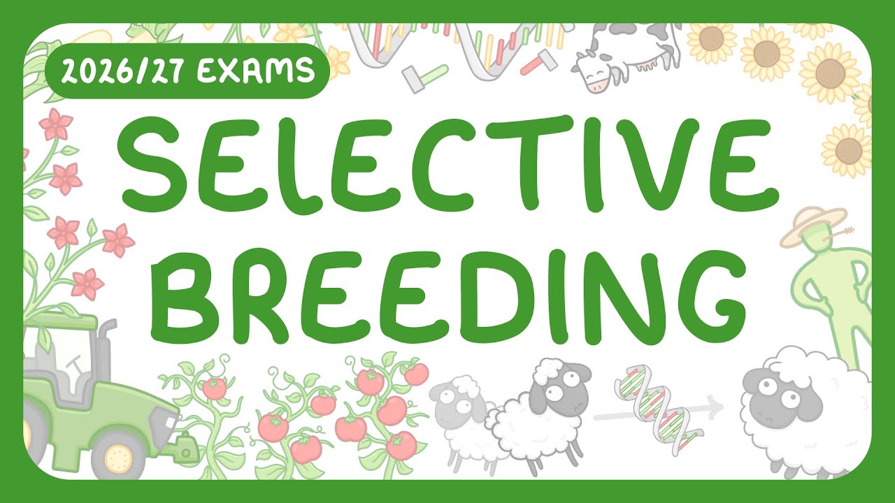 GCSE Biology - Selective Breeding (2026/27 exams)