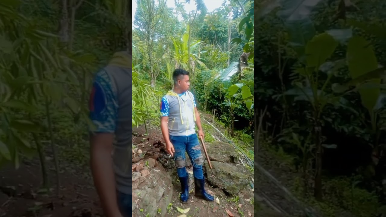 Kita lihat perkembangan Porang di kebun 