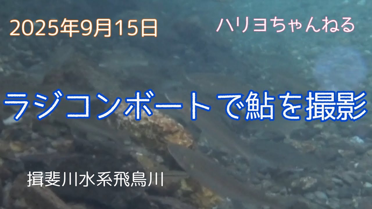 ラジコンボートで鮎を撮影！