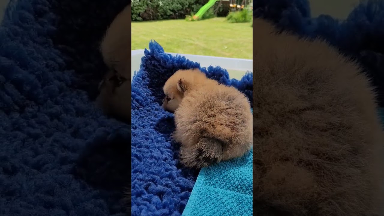 UMI SPITZ NAIN POMERANIEN FEMELLE RESERVEE 