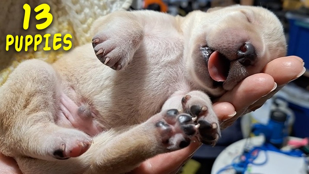 First Days of Life — Holding a Newborn Puppy