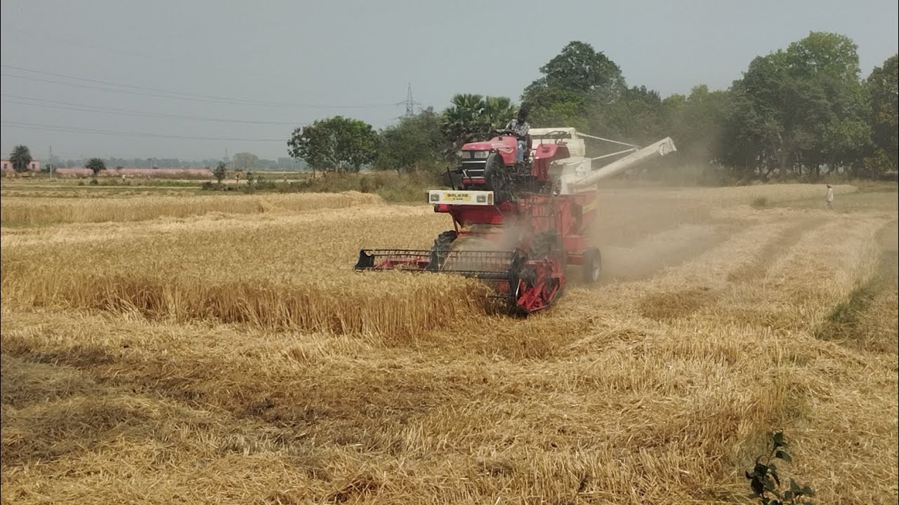 Balkar harvester gehu cutting full speed@balkarcombine #trending#balkar👍👍🌾🌾