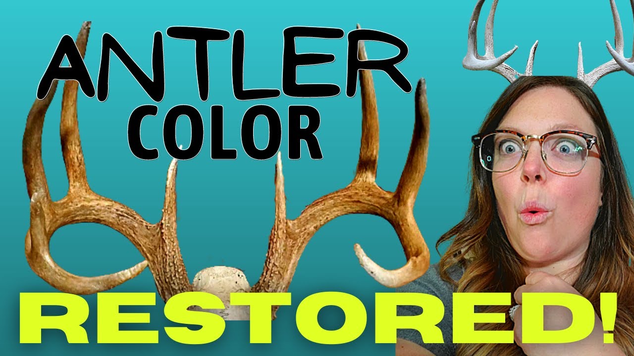 Color Old Deer Antlers | How to use COFFEE to Restore Tone to Sunbleached Sheds and Deadheads