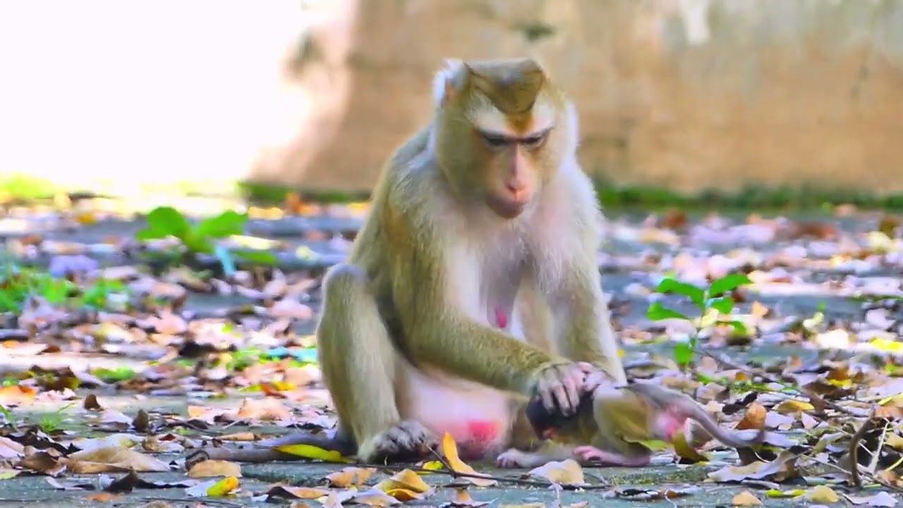 Baby feelling crying sadly when angry Mom monkey Sarika