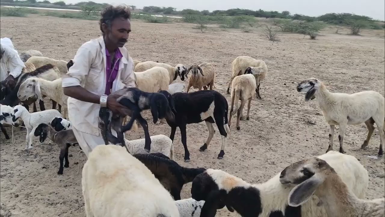 મોજીલા માલધારી કચ્છ વાગડ 🥰🐑🐐