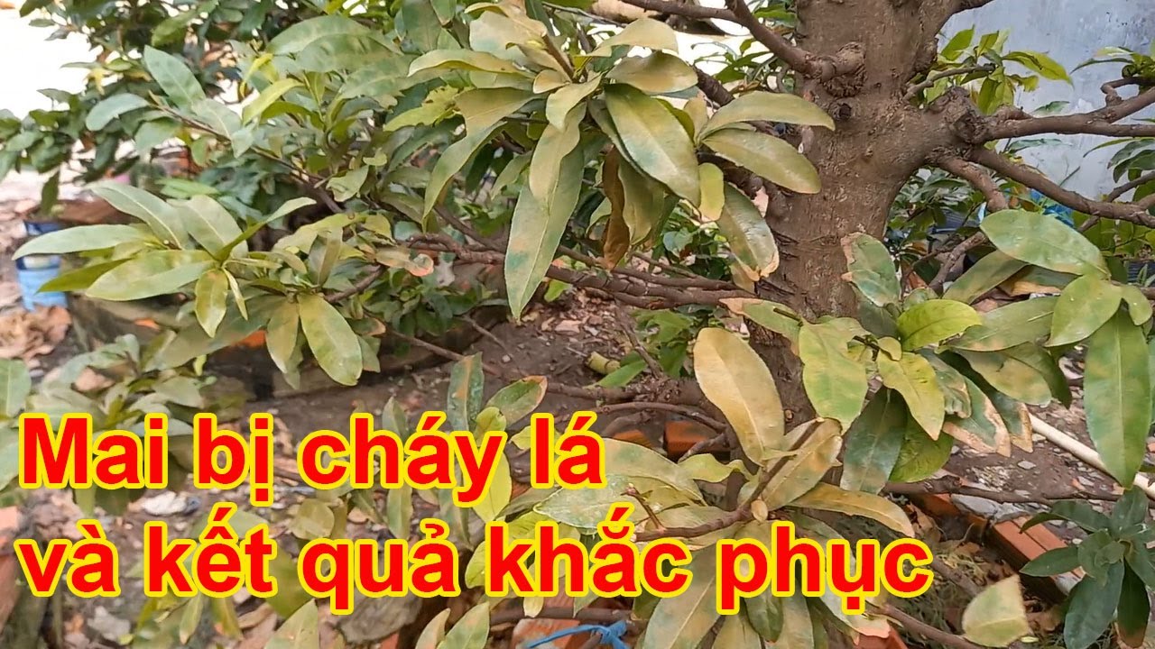 Mai bị cháy lá và kết quả khắc phục