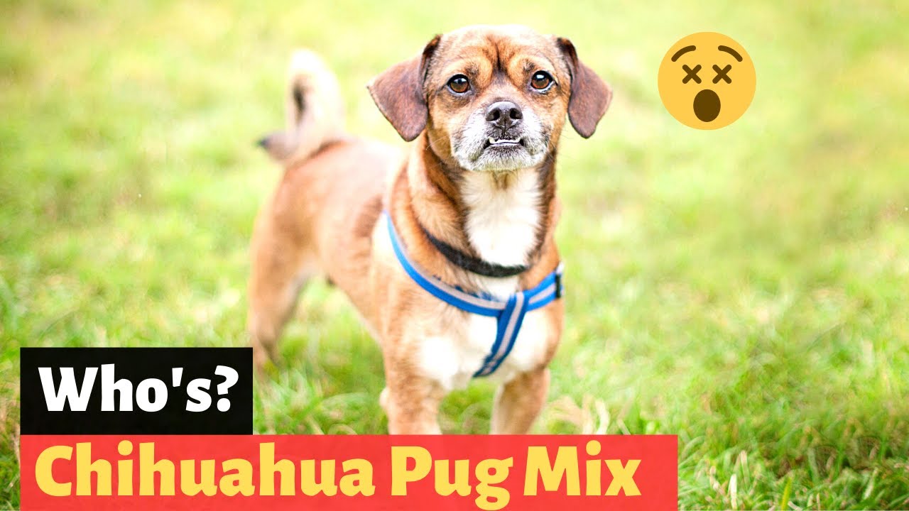 Pug and Chihuahua Mix (Chug): Interesting Facts and Characteristics of Chug | Should you get one?