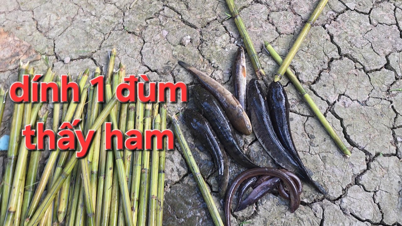 Soạn bộ câu mới, nhấp cá thòi lòi thả câu dính nhiều cá lóc bự | Săn bắt SÓC TRĂNG |