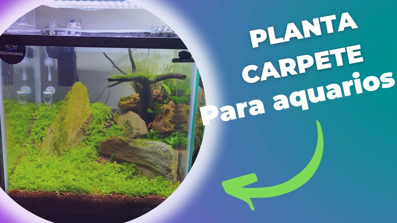 Planta carpete para aquarios! (Callitriche sp, linda e rápido desenvolvimento) #plantacarpete