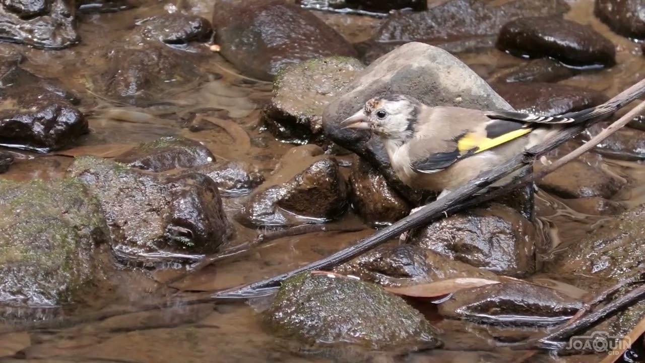 El baño del jovencito jilguero (Carduelis carduelis).