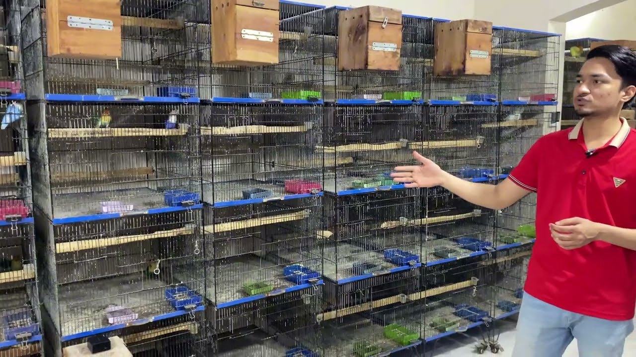Lovebirds Mutation Breeding Setup: Beautiful Aviary Tour