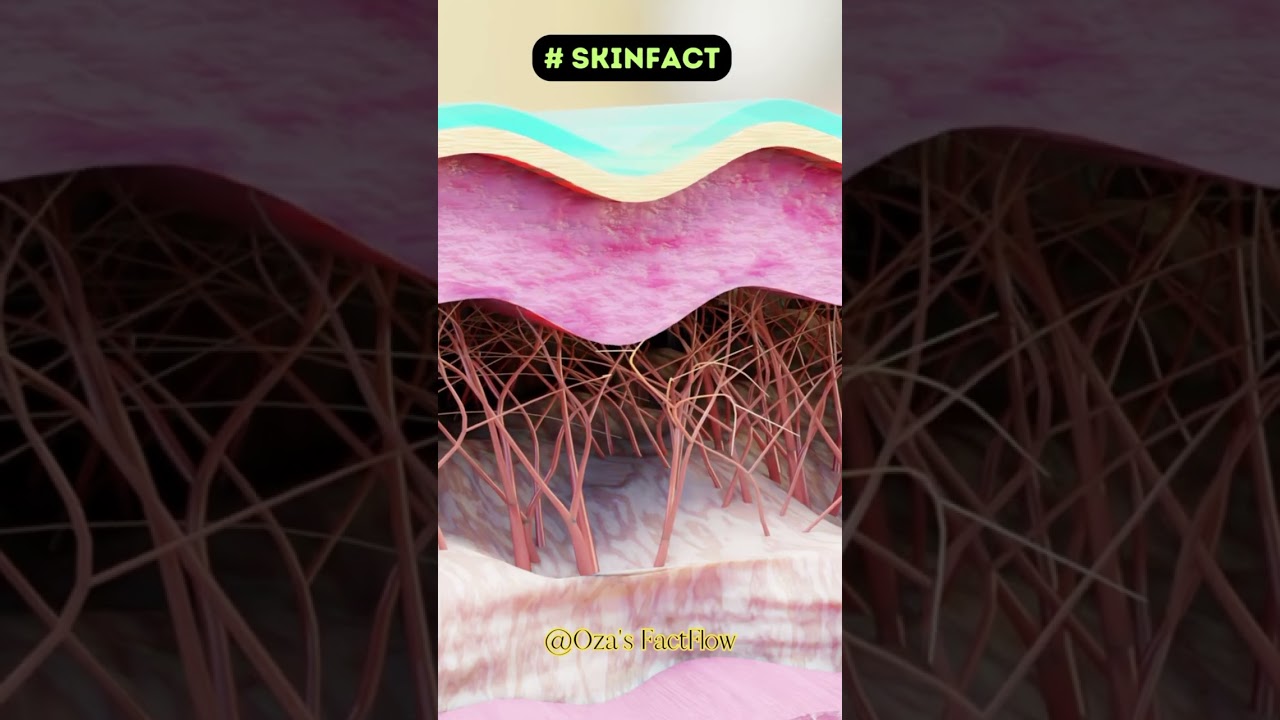 Layers of skin | #humanfacts #shorts #skin