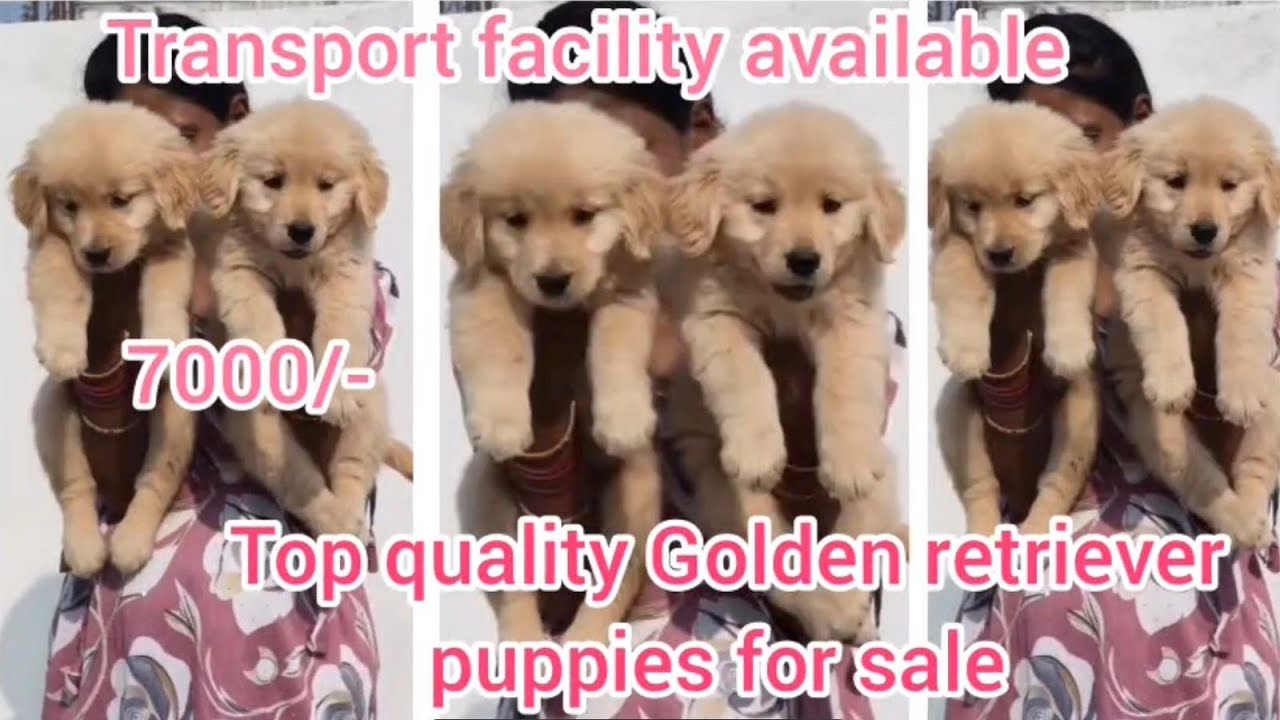 Golden retriever puppies for sale/9391354526/warangal/dog market in warangal 