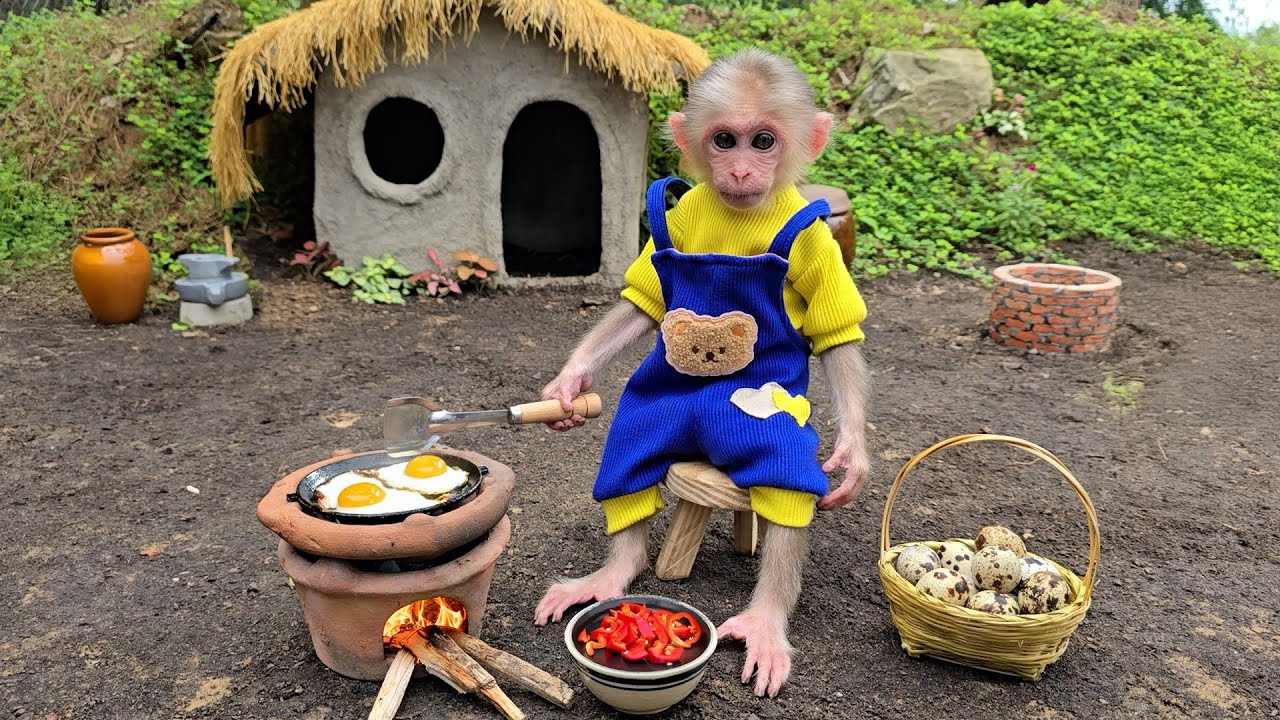 Auntie harvests quail eggs to make breakfast for baby monkey Xuka
