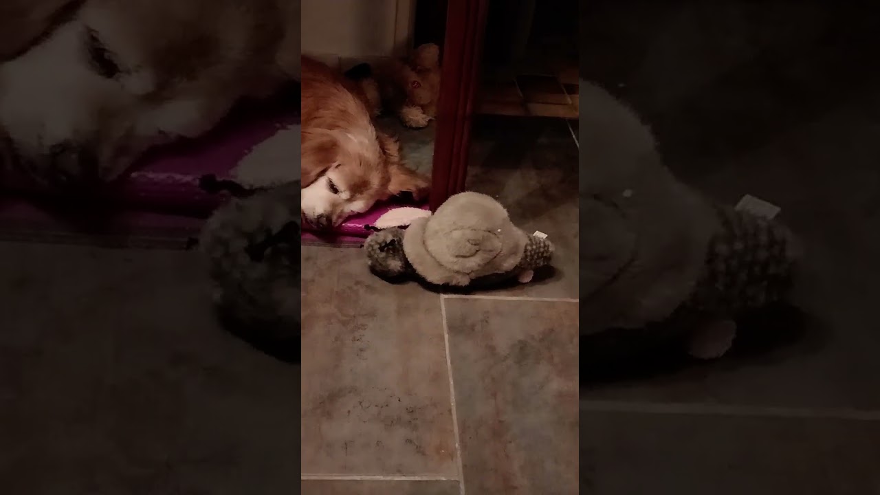My Old Dog Sleeping Until Her Next Potty Break.