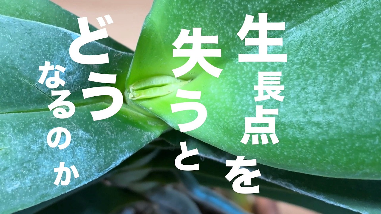 【贈答用胡蝶蘭育ててみた】vol.31　☆生長点を失った株はどうなるのか？☆３ヶ月の記録