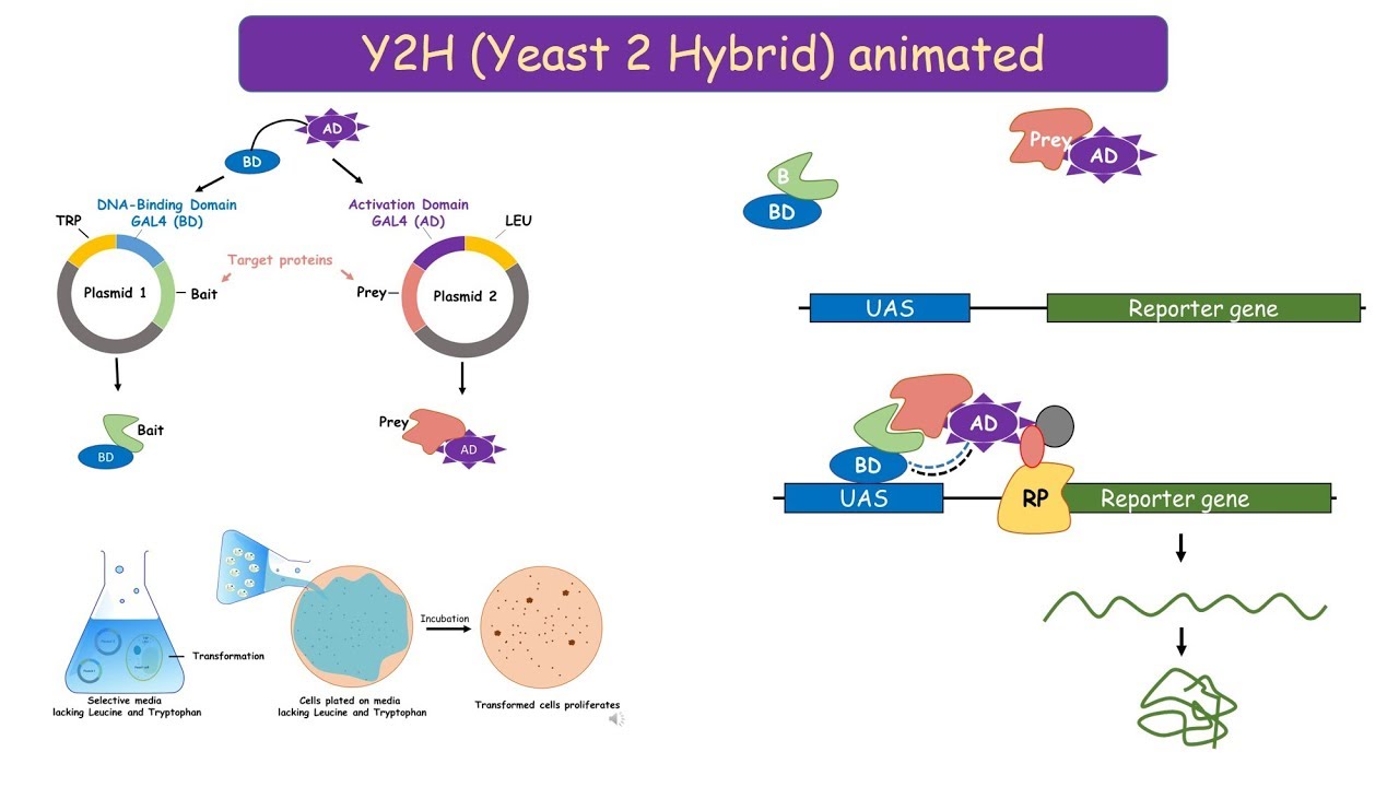 Yeast 2 Hybrid (Y2H) system: protein protein interaction technique