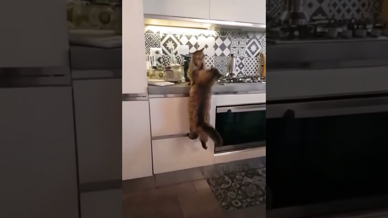 #foryou #animals #cat #dog