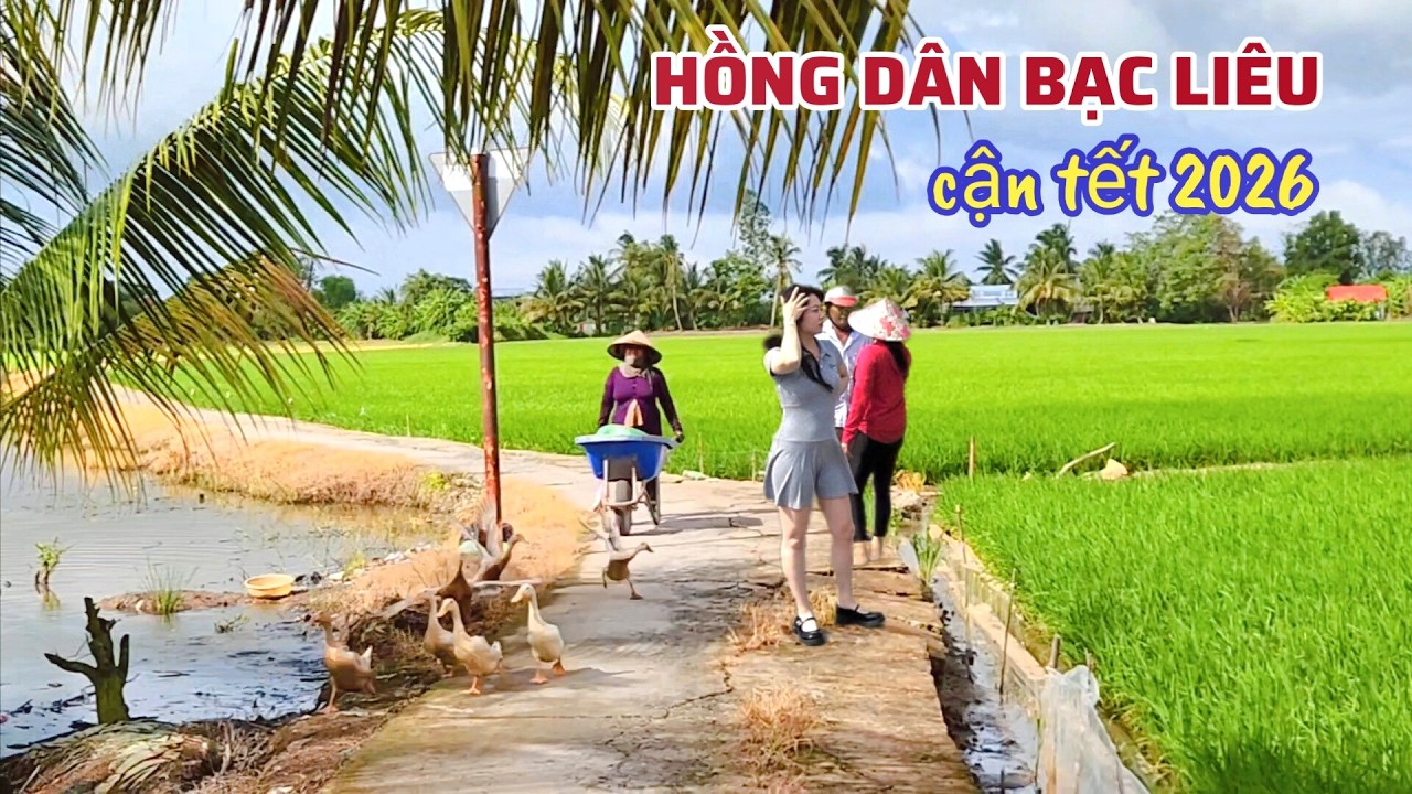 Vùng Quê Hồng Dân Bạc Liêu: Nhà Dân Thưa Thớt Thiếu Bóng Người, Chỉ Thấy Trồng Lúa Ngày Cận Tết 2026