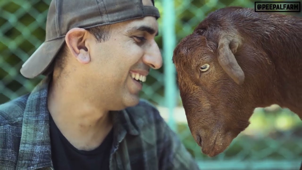 Story of a rescued goat, that saved thousands of animals | Life in a farm