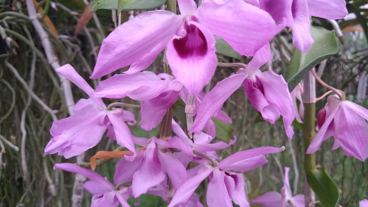 Dendrobium e seu cultivo - Parte 4: Den.anosmum e espécies afins